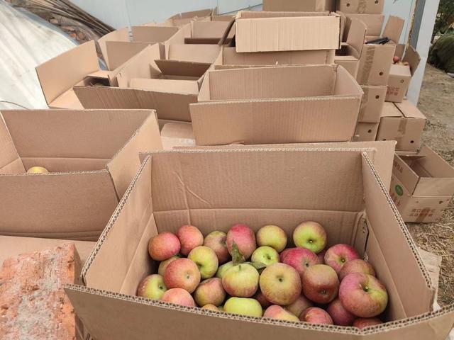 种树30年的农人:10万斤苹果卖完 国光仍是宝山"招牌"|苹果_新浪财经_