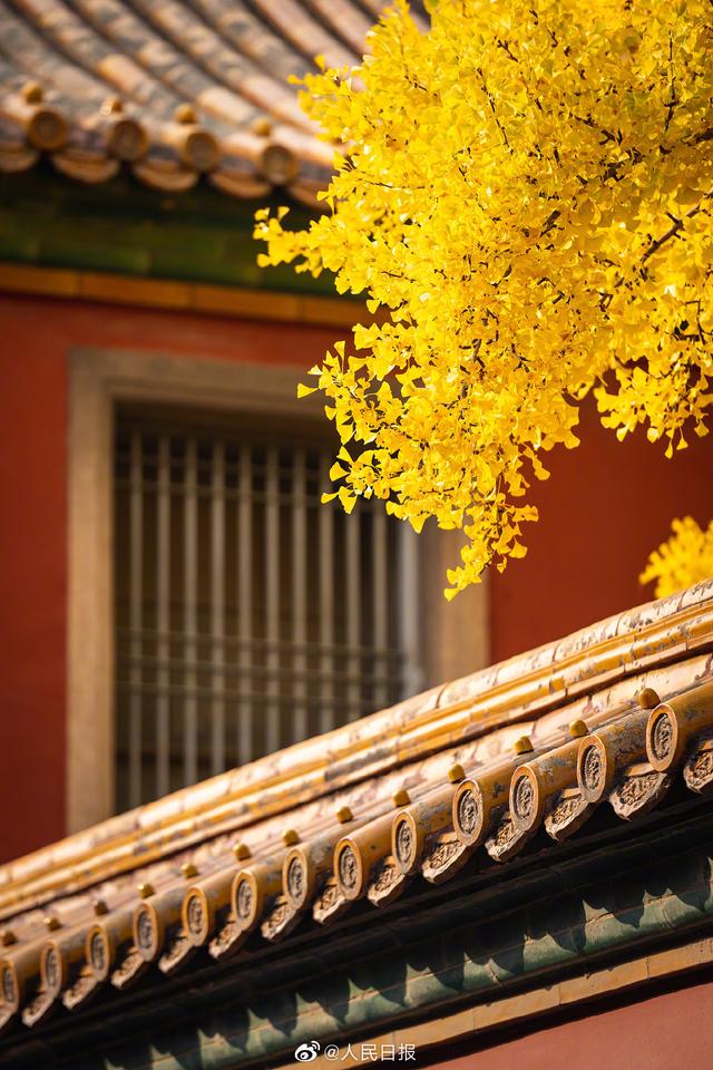 紫禁城金瓦红墙,配上黄色的银杏叶.当故宫红墙遇上银杏有多美?戳