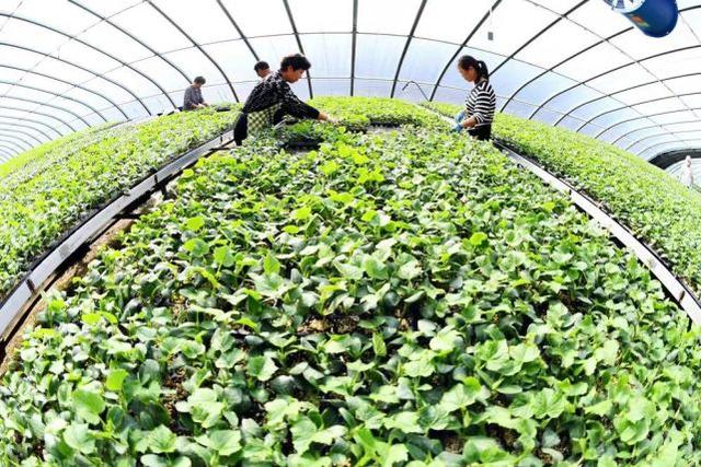 近期菜价缘何持续走高 多部门回应社会关切 农业农村部 商务部 冬奥会 新浪科技 新浪网