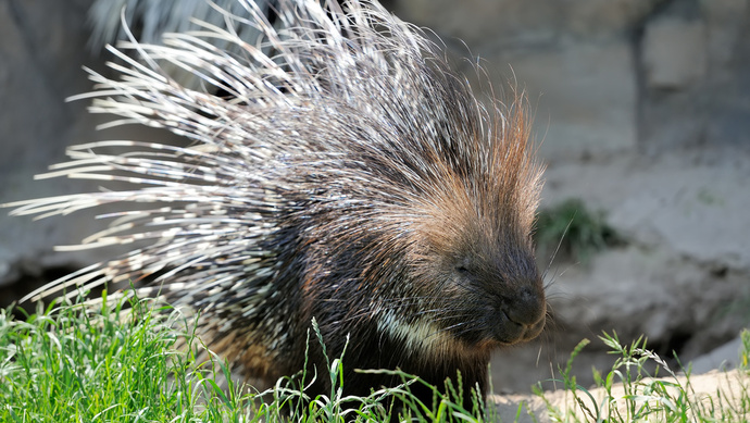 豪猪男生出逃动物园心生一计派出女生去追结果