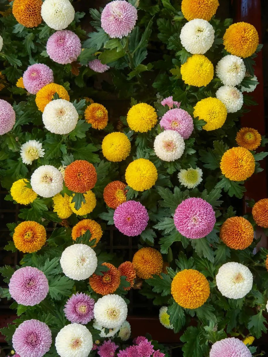 一般情况下,乒乓菊有白,黄,粉,绿等颜色,而一朵菊花上同时呈现赤,橙