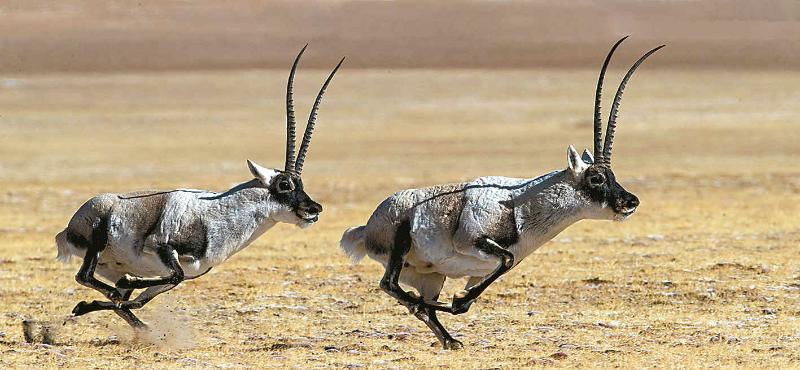 藏羚羊等无数珍稀濒危野生动物在此恣意栖居,纵情驰骋三江源,是长江
