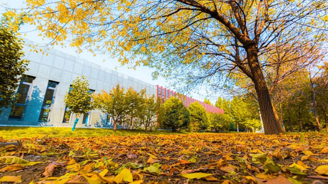 北航之秋细雨微凉金秋是最美的衣裳