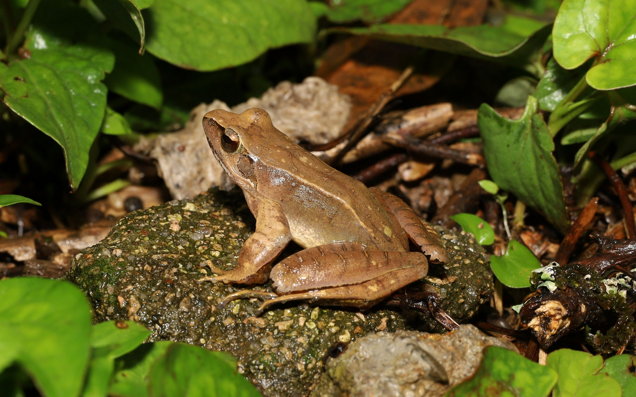 武夷山国家公园发现两栖动物大型真菌新物种