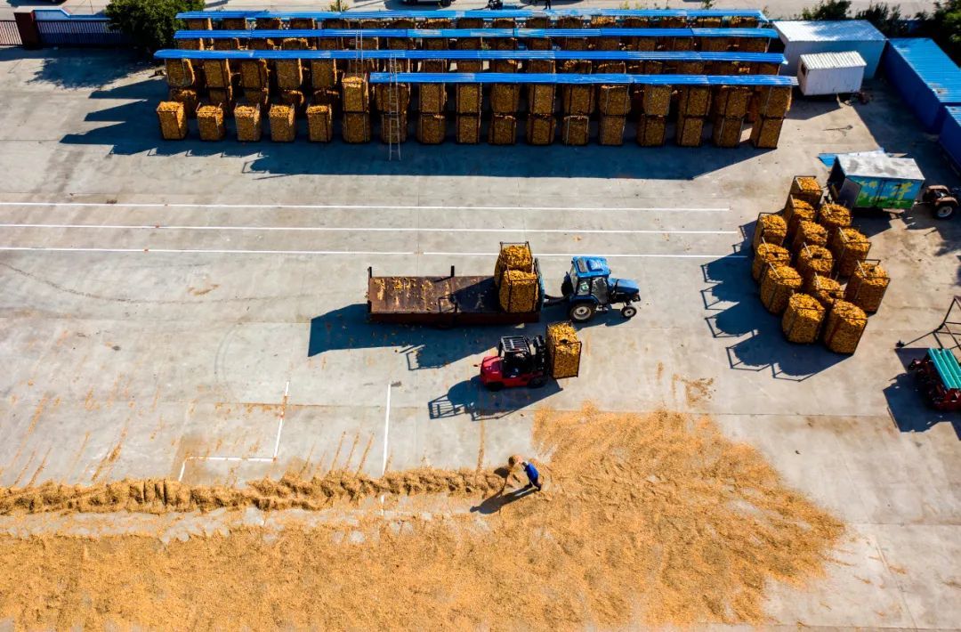 11月1日,山东烟台,农民晾晒玉米.(图自视觉中国)