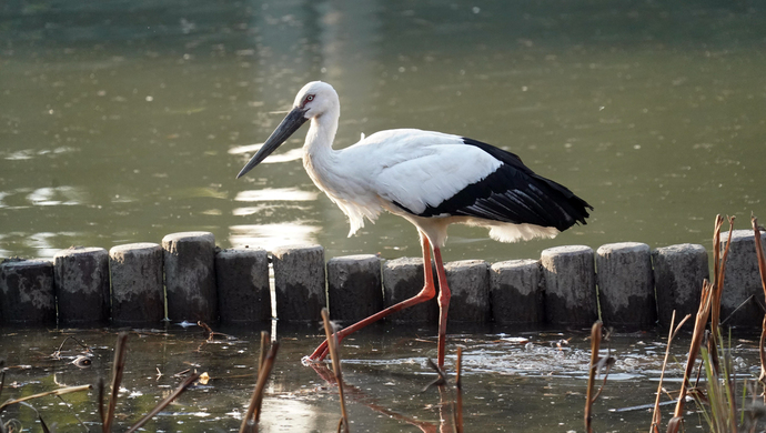 唐山丰南区一东方白鹳死亡鉴定系体力不支窒息死亡