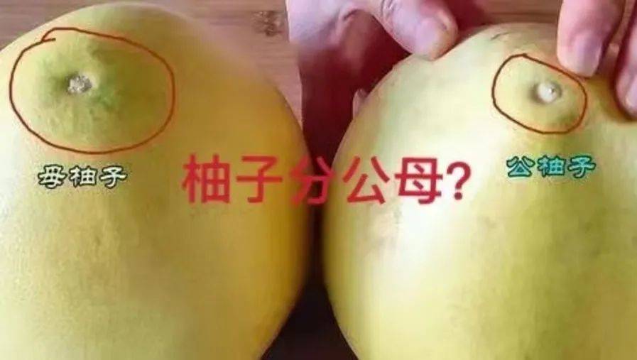 柚子有公母之分公柚酸母柚甜专家柚子根本不分公母
