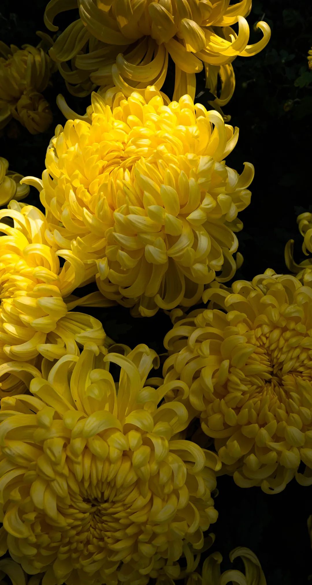 惊艳南农大菊花大观园绽放秋之华彩