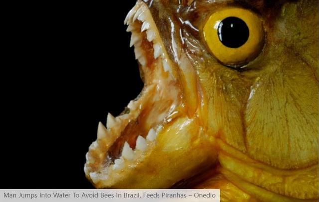 巴西一男子为躲避蜜蜂叮咬跳河尸体被发现遭食人鱼啃食