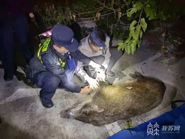 150斤重野猪逛大街南京警民联手抓捕