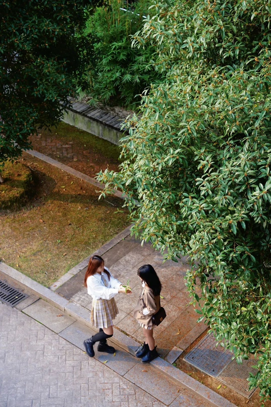 约上二三好友共赏这秋桂盛景共品这馥郁桂香便成就了校园时光里的怡然