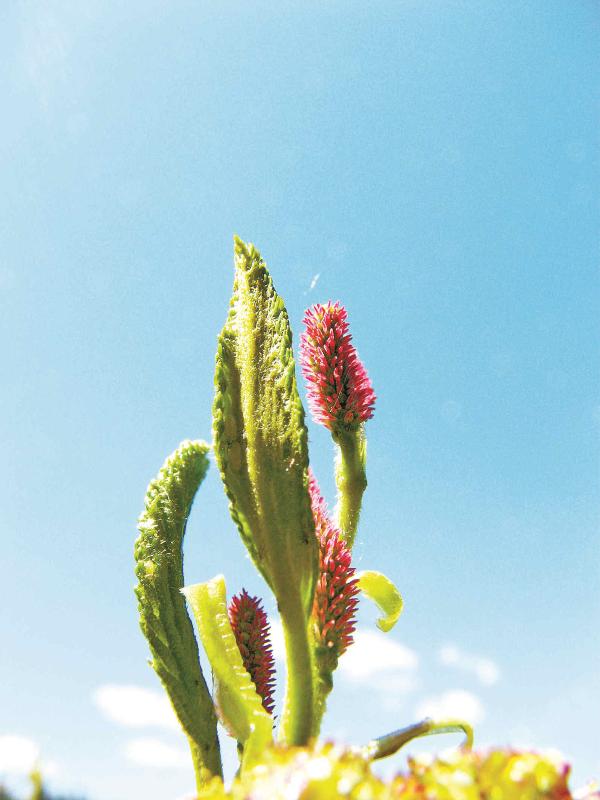 东北赤杨雌花穗 潘春芳摄