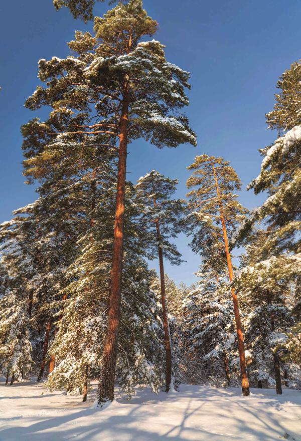 在冰雪中屹立的长白松 吉林省林草局供图