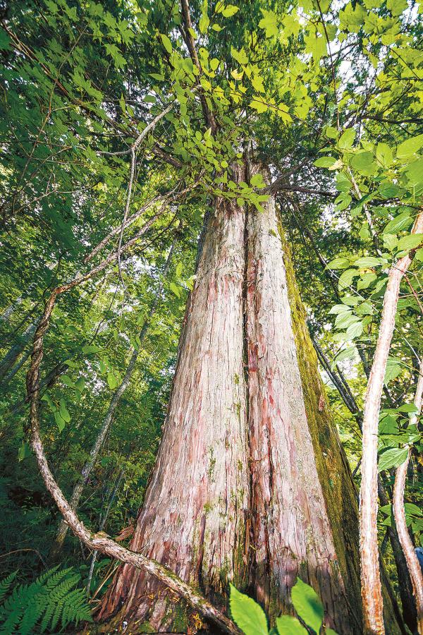 国家公园|东北虎豹国家公园草木春秋