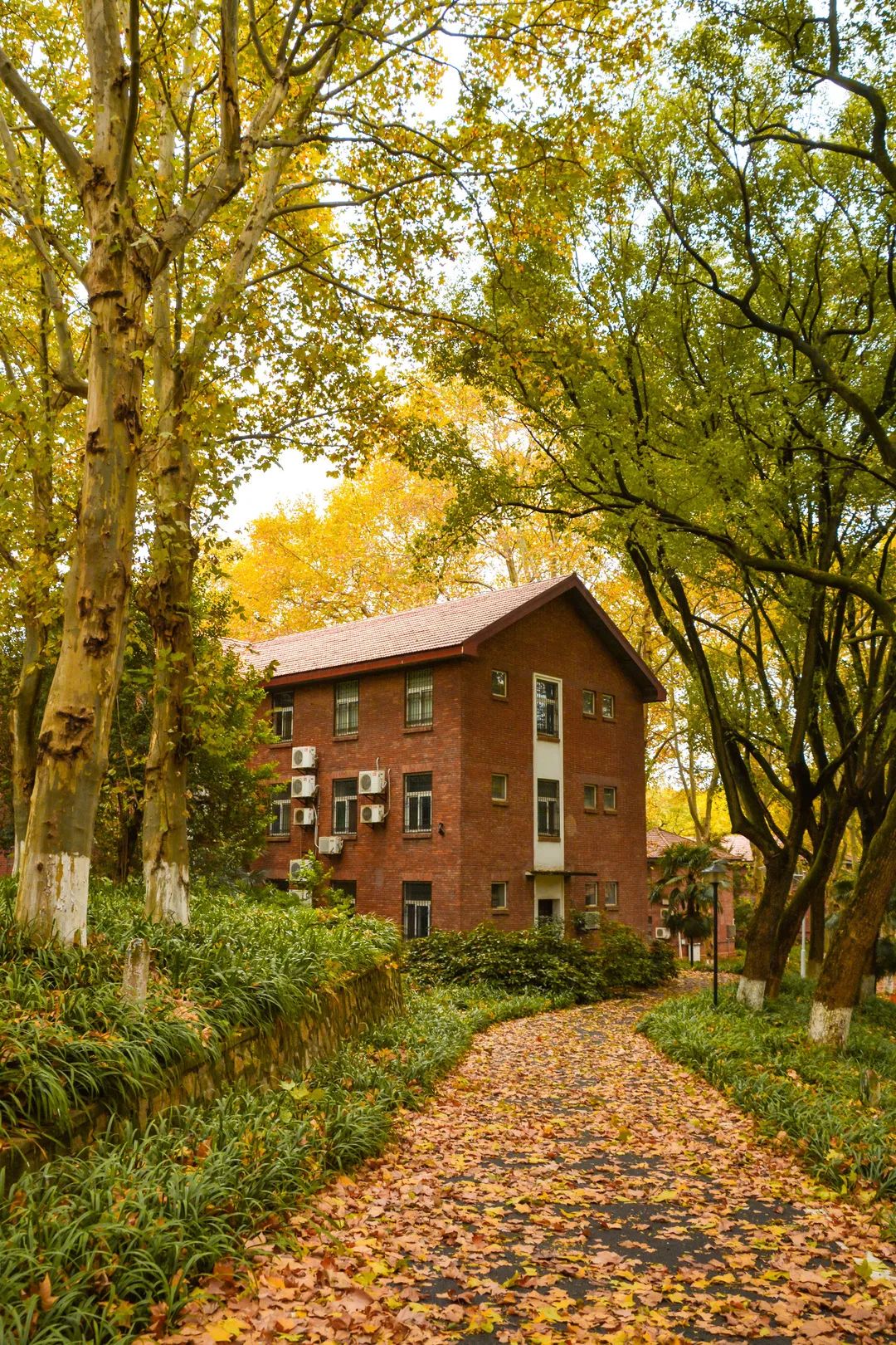 今天校园换装啦