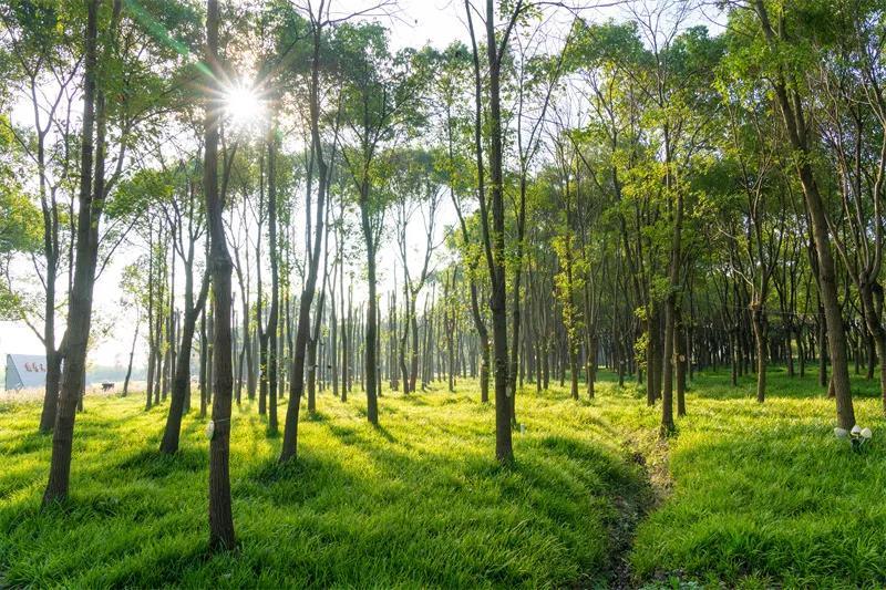 漫画嘉丨嘉北郊野公园里的这片林地如此蓊郁