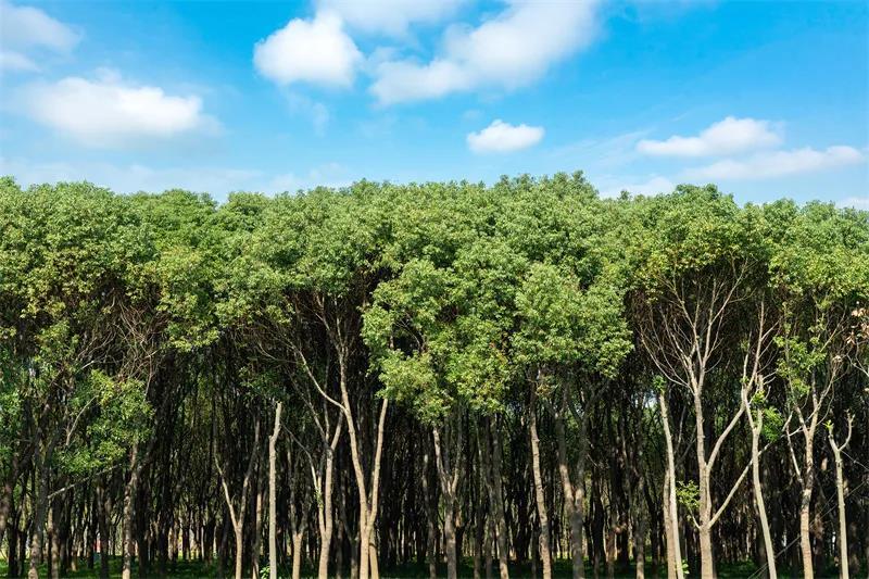 漫画嘉丨嘉北郊野公园里的这片林地如此蓊郁