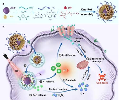 基于光响应型颗粒剂型协同破坏肿瘤线粒体的示意图（研究团队供图）