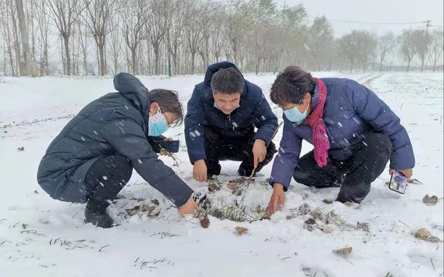 市区农技站专家和农户在麦田查看此次雨雪大风寒潮对麦苗的影响，共商越冬期管理措施。北京市农业农村局供图