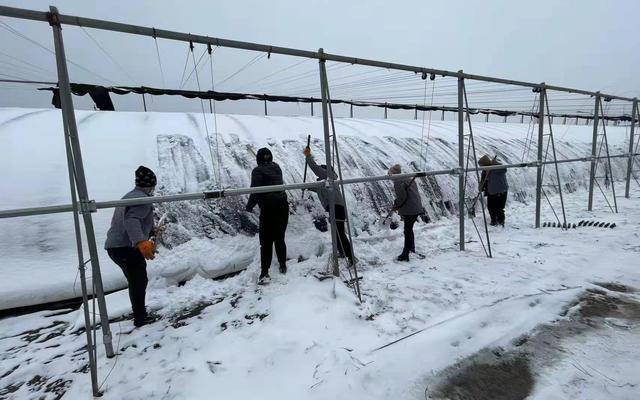 工作人员积极组织日光温室棉被积雪清扫。北京市农业农村局供图