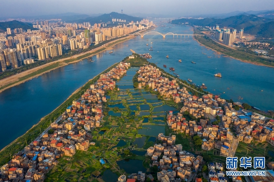 图为无人机航拍广西梧州市长洲岛绿色蔬菜生产基地,一畦畦菜地,一口口