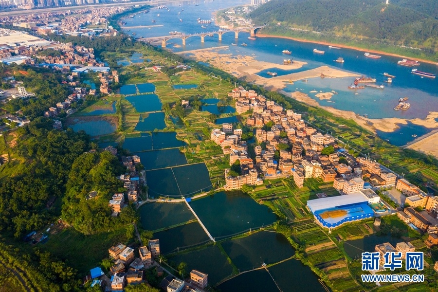 图为无人机航拍广西梧州市长洲岛绿色蔬菜生产基地,一畦畦菜地,一口口