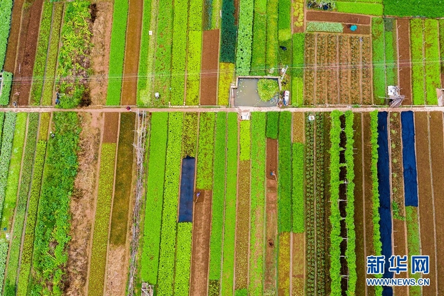 图为无人机航拍广西梧州市长洲岛绿色蔬菜生产基地里,菜园排列成行.