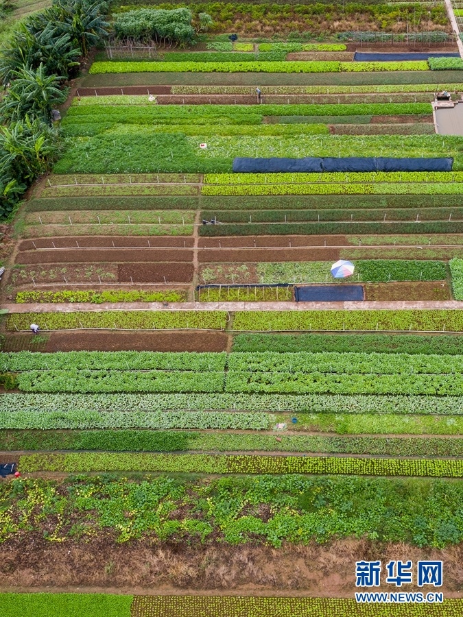 【"飞阅"中国】航拍"西江明珠"上的"开心农场"|西江_新浪财经_新浪网
