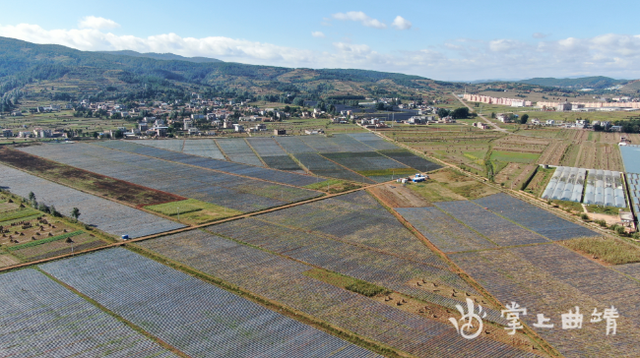 冬天里的"一把火" 宣威市热水镇北美冬青迎来红果期
