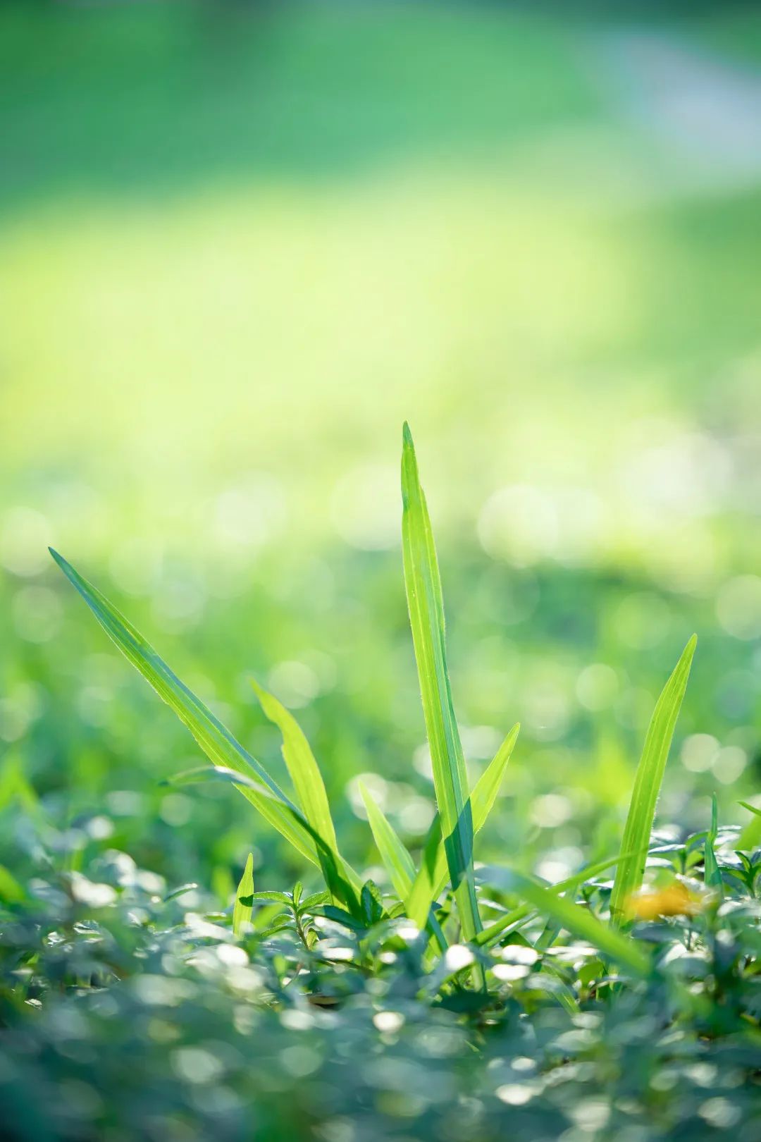 一起庆生华农112周年限定微信套装大派送