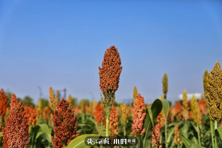 摄友@玉兔格格:高粱熟了