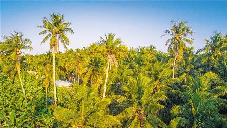 海南“十四五”期间将建设国际椰子交易中心