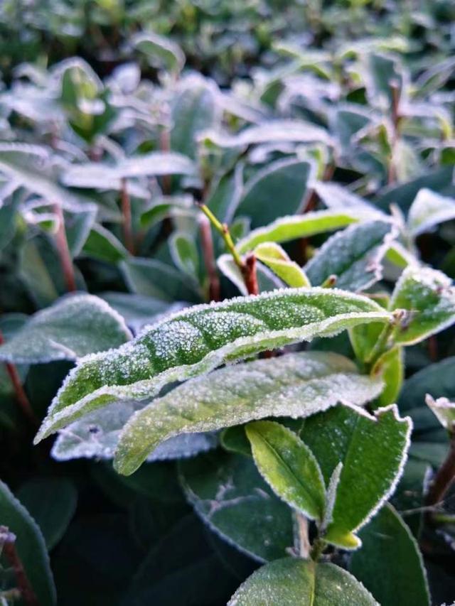 今晨初霜景色美丽动人西湖边草儿茶树一片白茫茫