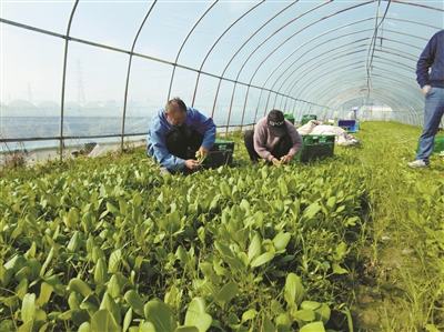 种植基地里，种植户忙着采收蔬菜。