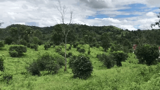 ▲百龄龙珠茶园实拍，超过200年的茶树根枝硕大