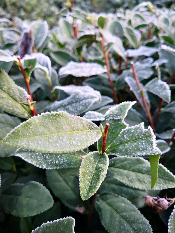 杭州西湖边草儿茶树都白了今晨初霜冻出天然美景