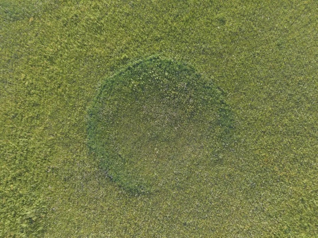 内蒙古高原特产的著名珍稀野生食用菌,其分布依赖蘑菇圈,专生于草原上