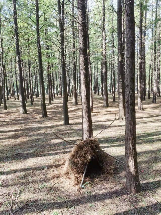 蜀冈西峰有獾出没?发现两个疑似獾洞但不是獾的栖息区_新浪财经_新浪网