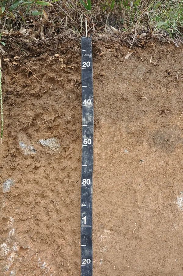 湖北天岳系土壤剖面