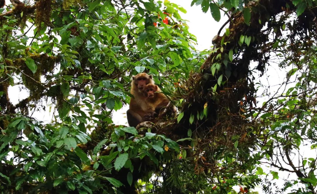 【COP15】全球近危物种熊猴现身云南龙陵！
