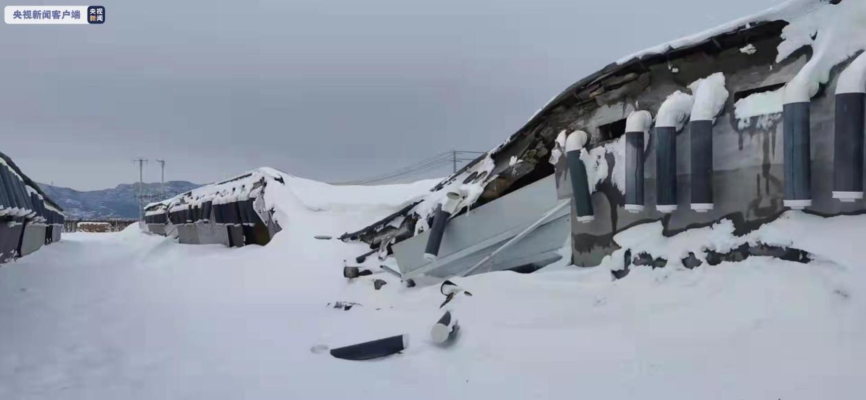 辽宁雪灾致64050万头只畜禽死亡已派出6个指导组指导救灾工作