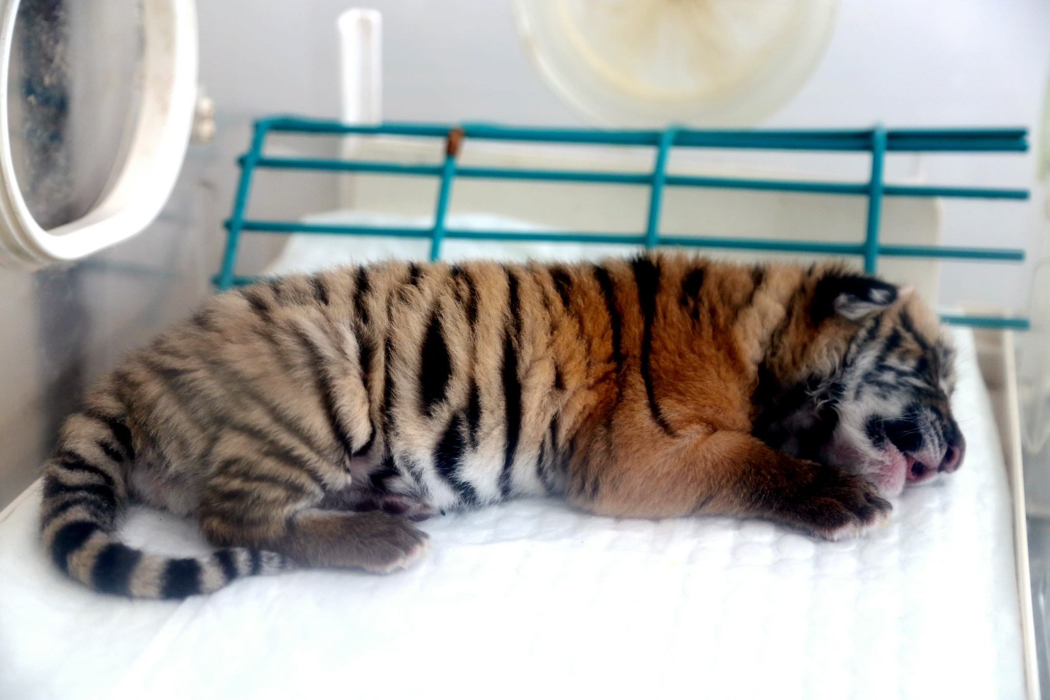 河南洛阳新添9只华南虎圈养华南虎逐渐壮大