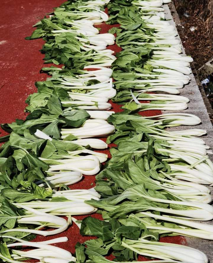 小时读者在小时新闻后台社区那些事晒出来的大长梗白菜.羊咩咩摄