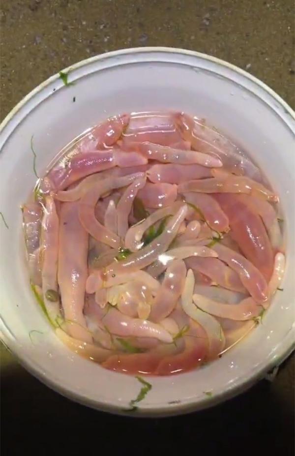 密密麻麻满地都是海边一幕刷屏连夜拿麻袋捞海肠怎么吃真不用愁
