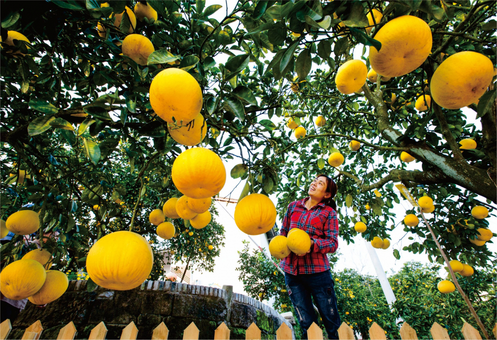 第四届长江三峡梁平国际柚博会开幕梁平柚栽植面积15万亩产值达15亿元