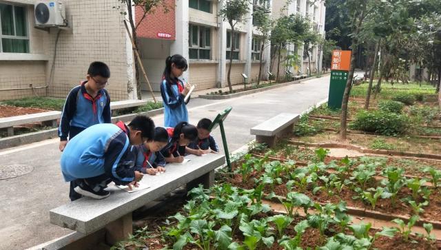 分田到队我在学校有块地塘厦第一小学这样开展劳动教育