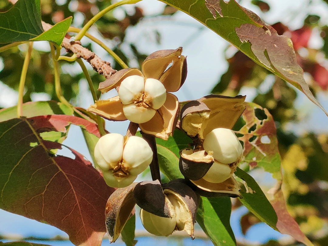 上海之鱼随着时间的推移,行道树上还将陆续结出形态色泽各异的果实
