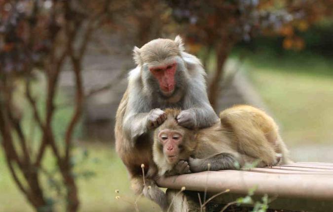 　　湖南省张家界武陵源景区的猕猴在互相清理毛发。