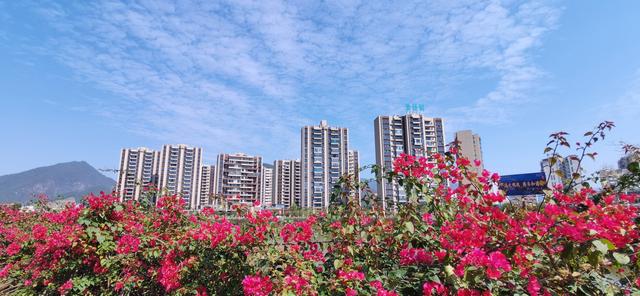 初冬时节，蒙山县天气晴朗，城区三角梅泛红，城市建筑在红色的三角梅和蓝天白云映衬下显得分外美丽。图为11月13日拍摄的蒙山县城市建筑。廖祖平 摄