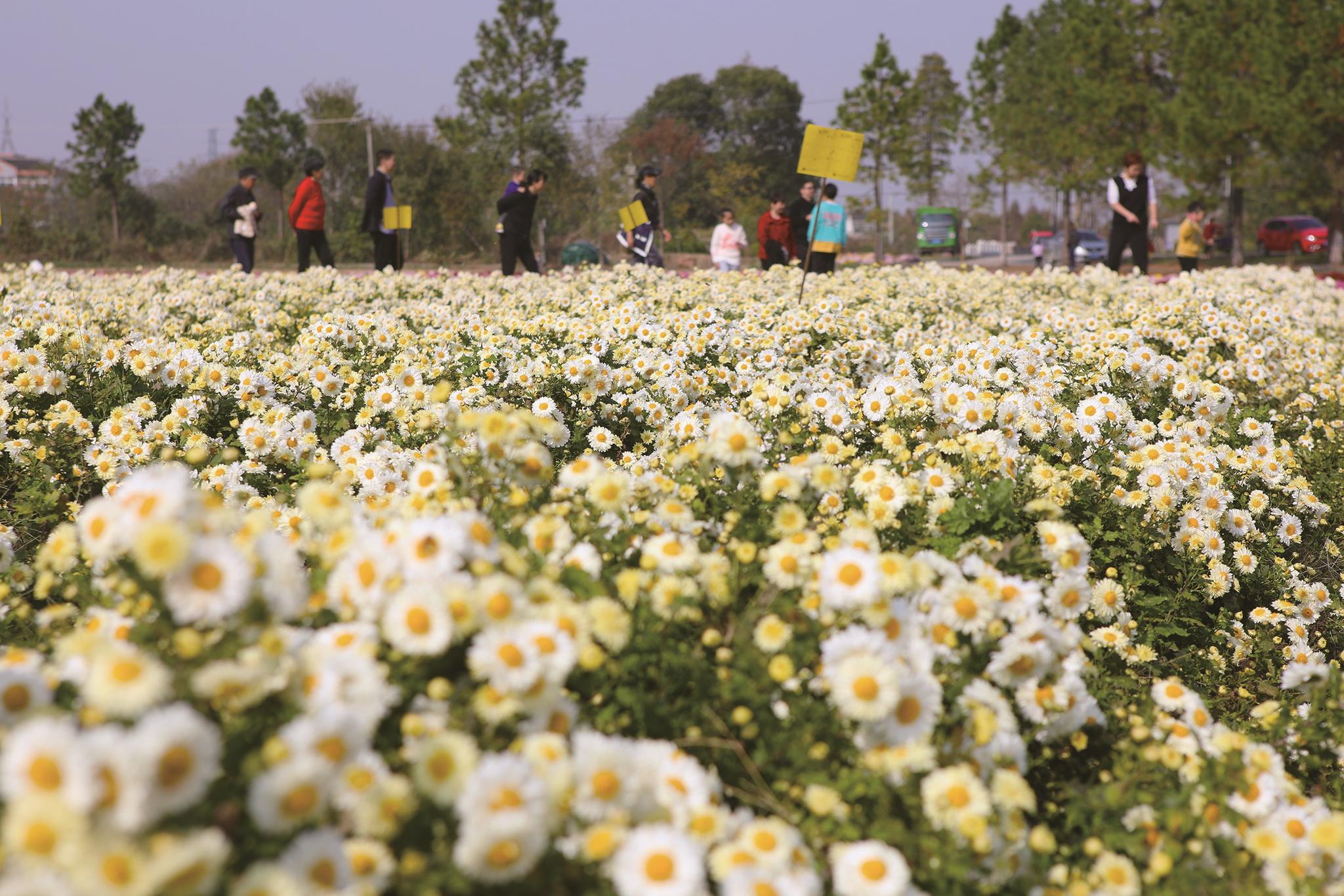 菊海绽放石门湾